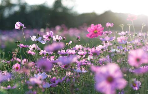 10 Best Summer Flowers to Grow in India – Ugaoo