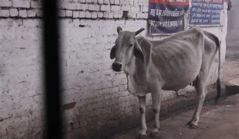 The Conundrum of ‘Abandoned Cattle’ in the UP Polls | The India Forum