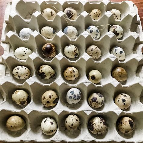 Blue Ridge Jumbo Quail Hatching Eggs - Farm Store - Sadie-Girl Farm