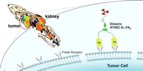 Synthesis and Evaluation of 99mTc-Labeled Dimeric Folic Acid for FR ...