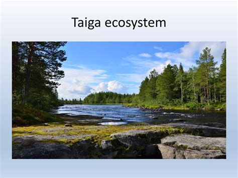 Ecosystem Type 的图像结果