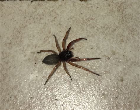 Trachelas tranquillus (Broad-faced Sac Spider) in Michigan United States