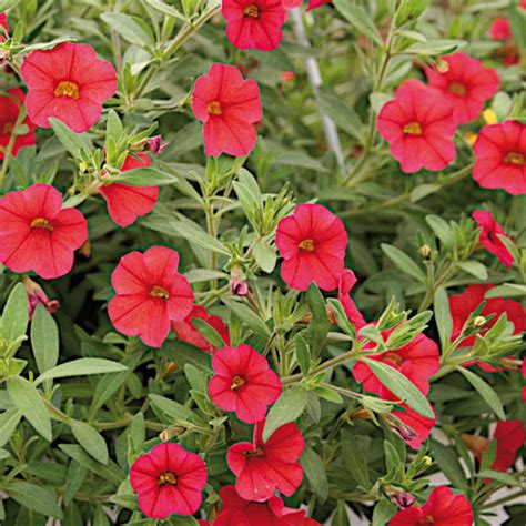 Calibrachoa Million Bells Red - Bright red Mini petunia.