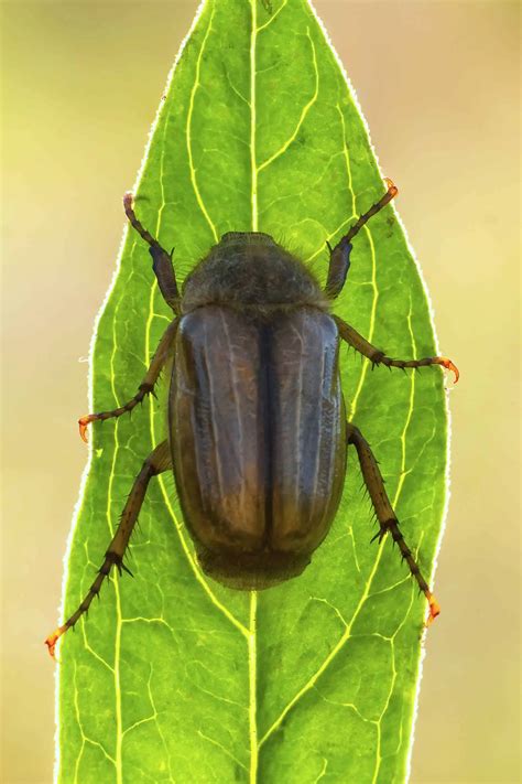 How to Get Rid of June Bugs and June Beetles – Snappy Living