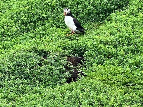 MURPHYS SEA CRUISE TO SKELLIG MICHAEL (2025) All You Need to Know ...