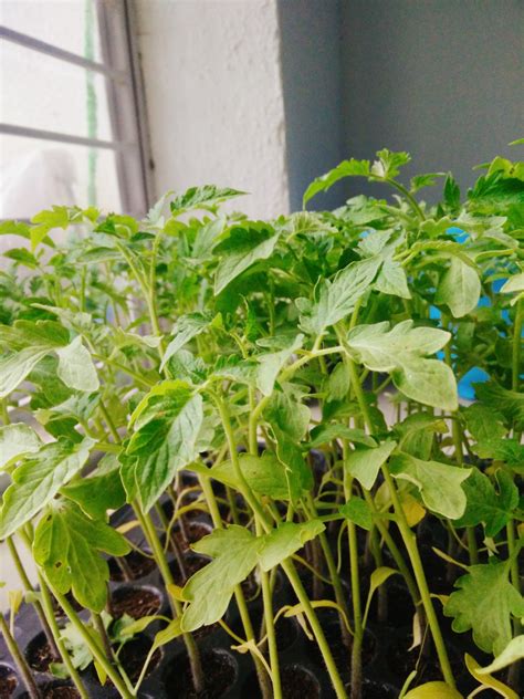 Vegetable Saplings – The Grow House