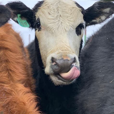 Week night 2man sorting practice, Terrebonne Horse Club, 3 July 2024 ...