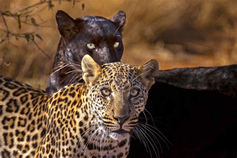 Rare Black Leopard Giza Shines in New Photos with Her Cubs