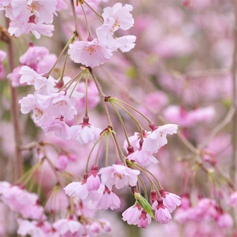 Double Flowering Weeping Cherry Tree - Home Alqu