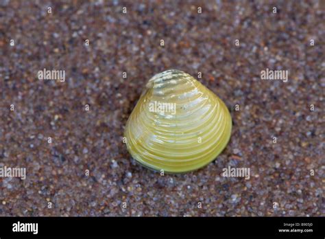 Image result for WinShell Clam