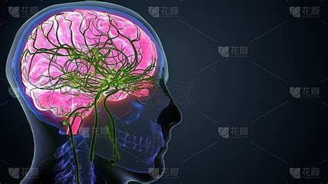 人脑 的图像结果