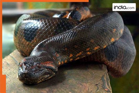 Did Vasuki Naag exist? This massive snake once roamed in India's..., it ...