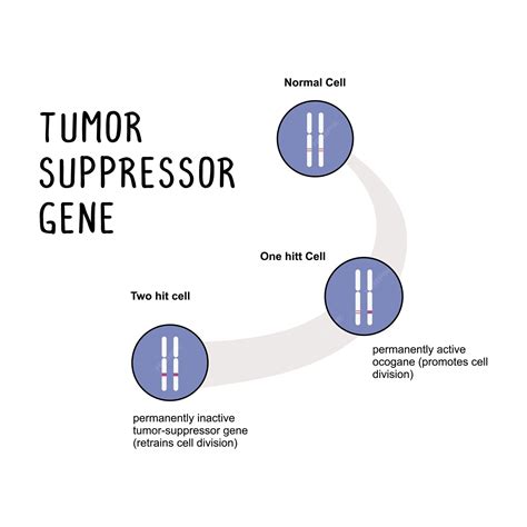 Premium Vector | Tumor suppressor gene a gene that regulates cell ...