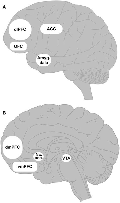 Brain Prefrontal Cortex 的图像结果