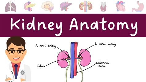 Image result for Kidney Tutorial