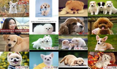 宠物狗品种图片大全，178个狗品种大全 - 养殖技术 - 第一农经网