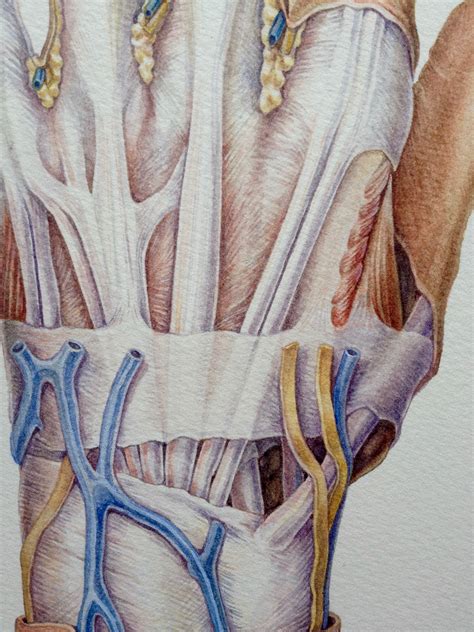 Image result for Hand Dissection