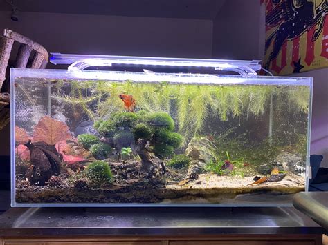 Pet Snail Tank 的图像结果