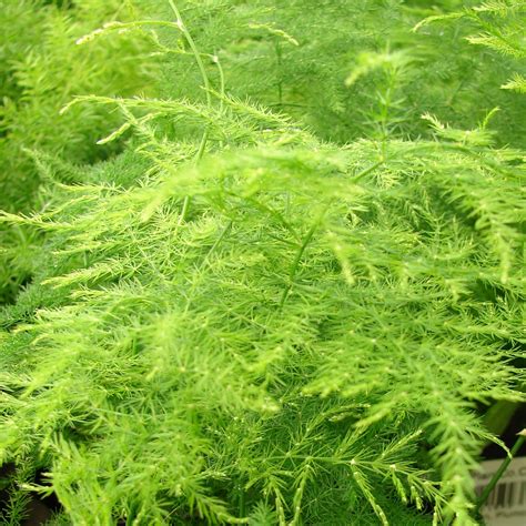 Evergreen Plant Ornamental Live Plant (Home & Garden) – Hug A Plant