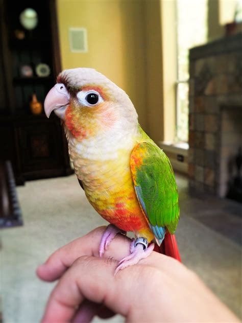 Pineapple Conure Birds at Celeste Jeffreys blog