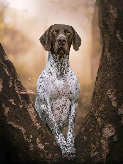 Best 13 German Shorthaired Pointer Colors: An Overview Of Breed ...
