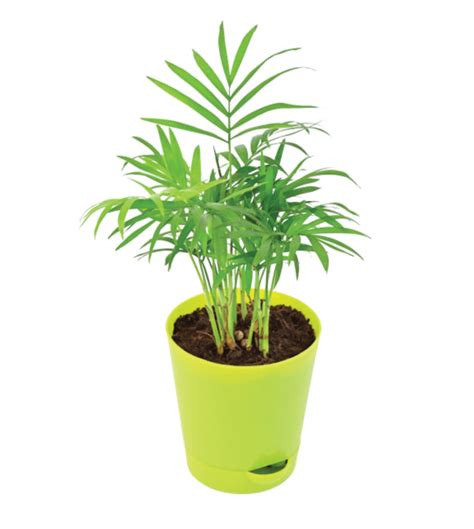 Bamboo Palm Plant — Plan A Plant