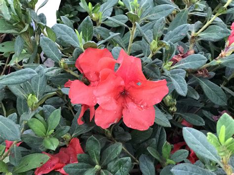 Autumn Embers Azalea 的图像结果