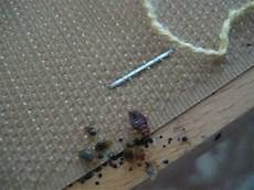 cimici da letto uova disinfestazione cimici dei letti cimex lectularius cimici da letto uova disinfestazione cimici dei letti cimex lectularius