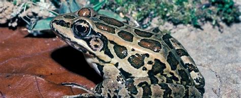 Image result for Cheapickle Frog