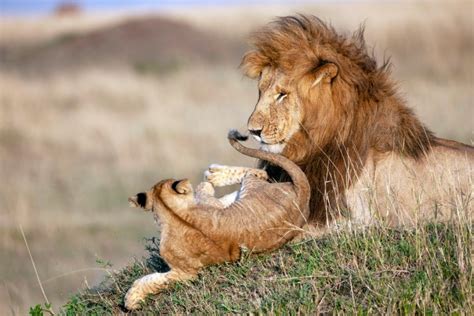 Image result for Simba's Pouncing Lesson