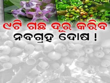 Dharma Astha: ଶନି,ରାହୁ ଓ କେତୁ ଦେବେ ଶୁଭ ଫଳ; ନବଗ୍ରହ ଦୋଷ ଦୂର କରିବ ଏହି ଗଛ ...