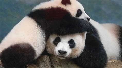 Image result for Panda Example in Python