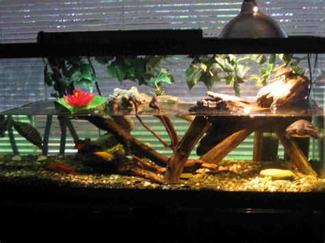 kingsnake.com photo gallery > Member Galleries > 40 Gallon Turtle ...