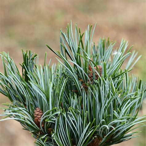 Japanese White Pine Lovely Large Japanese White Pine Bonsai Tree,