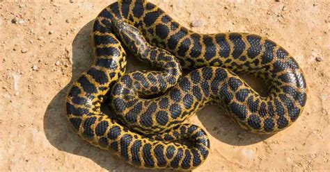 Image result for Anaconda Python Distribution