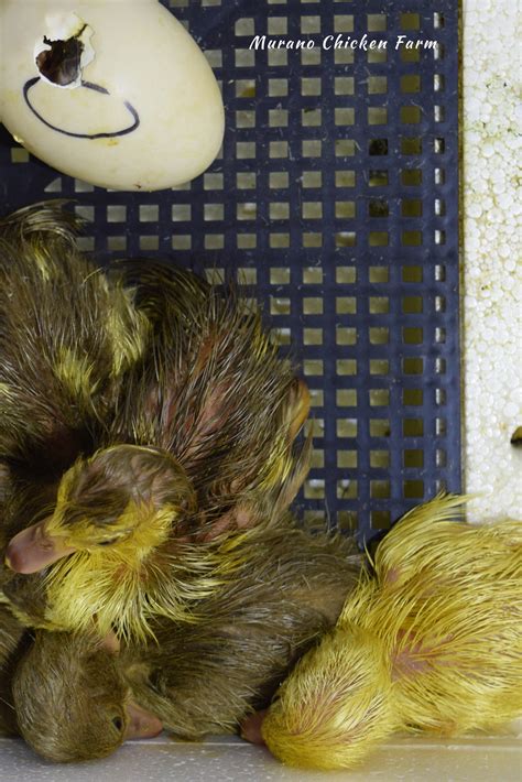 How to hatch duck eggs - Murano Chicken Farm