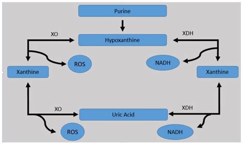 Uric Acid and Oxidative Stress—Relationship with Cardiovascular, Metabolic, and Renal Impairment