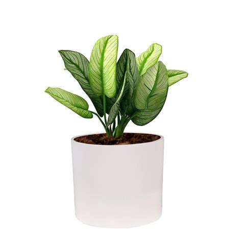 Lasaki Sara 4 inch White Ceramic Pots for Indoor Plants, Planters ...