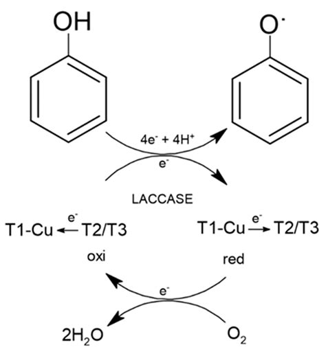 Filamentous Fungi as Bioremediation Agents of Industrial Effluents: A ...