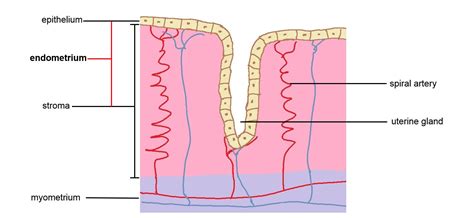 Image result for Endometrium Functional Layer