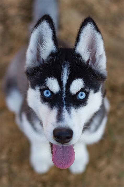 Dog Breed Similar To Siberian Husky at Mitchell Nichols blog