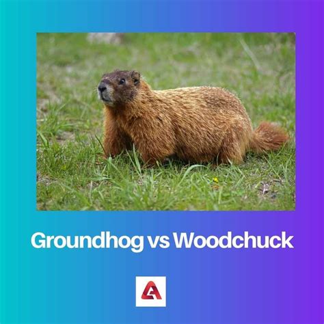 Woodchuck Pics at Troy Jenkins blog