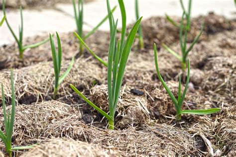 Mulching Tips and Tricks - More Essential Gardening Ideas