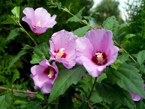 Rose Of Sharon Bush - Learn More About Growing Rose Of Sharon