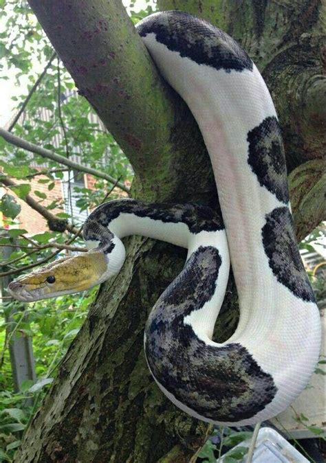 Image result for Reticulated Python Pet