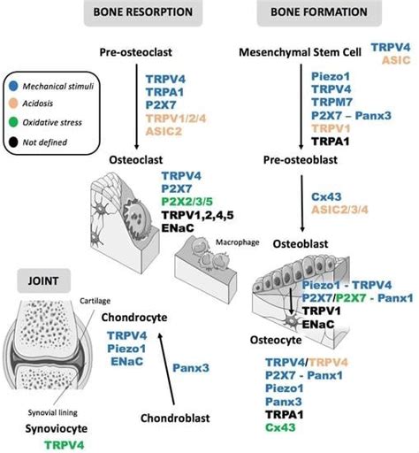 The Impact of Plasma Membrane Ion Channels on Bone Remodeling in ...