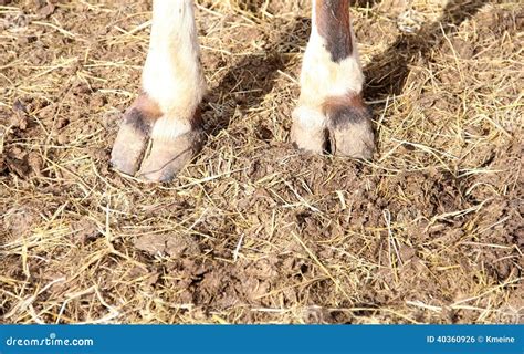 Cow Calf Hooves Standing in Straw Pasture Stock Photo - Image of hoofed ...