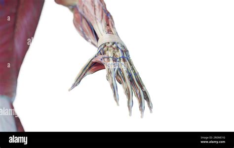 Image result for Hand Anatomy Tutorial