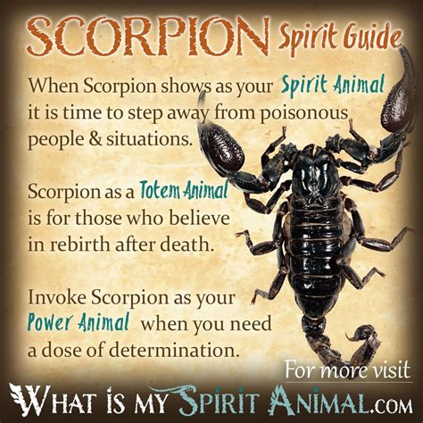 Spider symbolism meaning – Artofit
