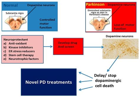 Neuroprotective and Therapeutic Strategies against Parkinson’s Disease ...